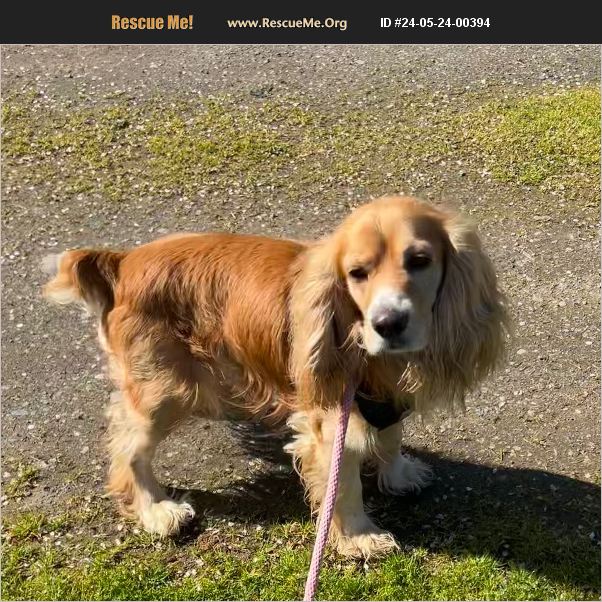 ADOPT 24052400394 Cocker Spaniel Rescue Seattle, WA