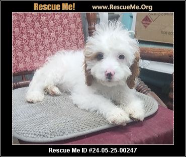 - Pennsylvania Mutt Rescue - ADOPTIONS - Rescue Me!