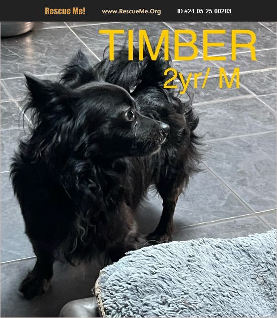 ADOPT 24052500283 Pomeranian Rescue Spring Hill, FL