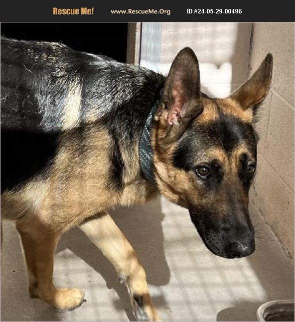 Adopt German Shepherd Rescue Casa Grande Az