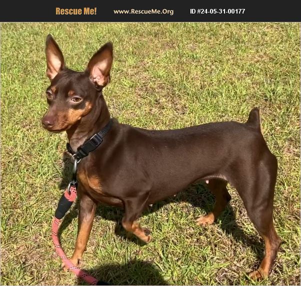 ADOPT 24053100177 Miniature Pinscher Rescue Albany GA adopt-24053100177-miniature-pinscher-rescue-albany-ga