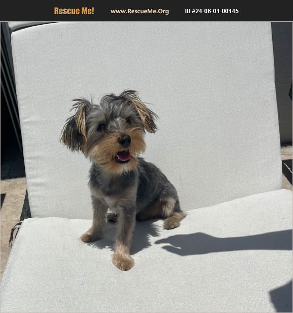 ADOPT 24060100145 Yorkie Rescue Venice, FL