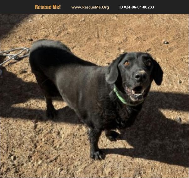 ADOPT 24060100233 Lab Rescue Casa Grande, AZ