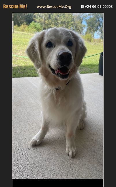 ADOPT 24060100308 Golden Retriever Rescue Gulfport MS