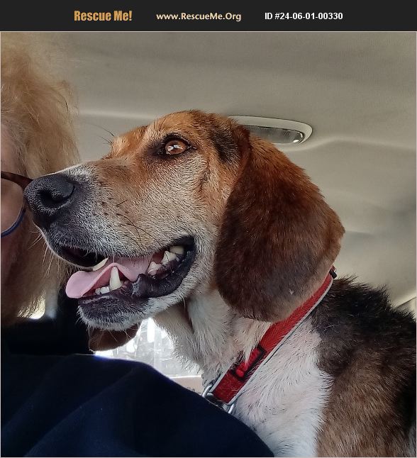 ADOPT 24060100330 Beagle Rescue Benton, PA