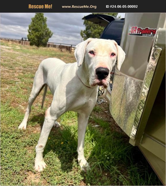 ADOPT 24060500092 Great Dane Rescue Dallas, TX