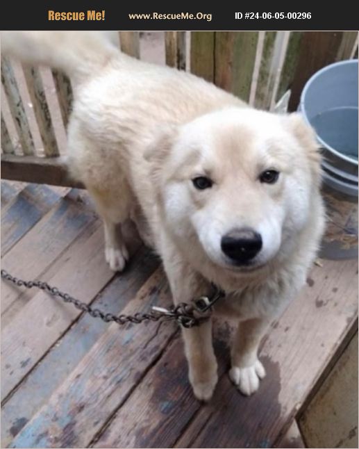 ADOPT 24060500296 ~ Akita Rescue ~ Fairmount, GA