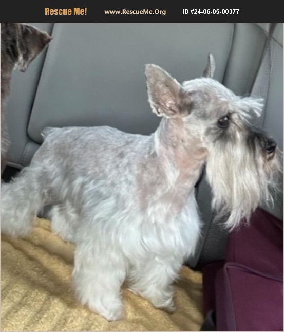 ADOPT 24060500377 Schnauzer Rescue LUBBOCK, TX