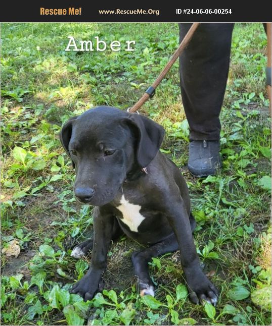 ADOPT 24060600254 Lab Rescue Little Rock, AR