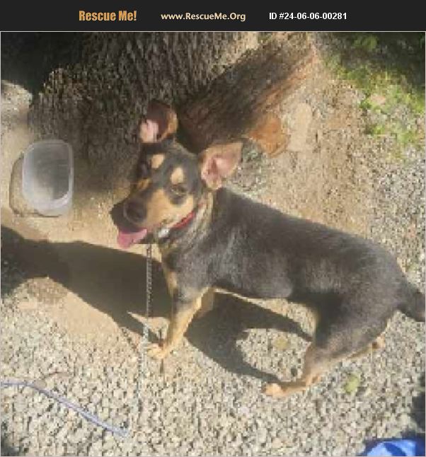 ADOPT 24060600281 Rhodesian Ridgeback Rescue Marion, NC