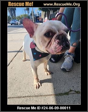 - California French Bulldog Rescue - ADOPTIONS - Rescue Me!