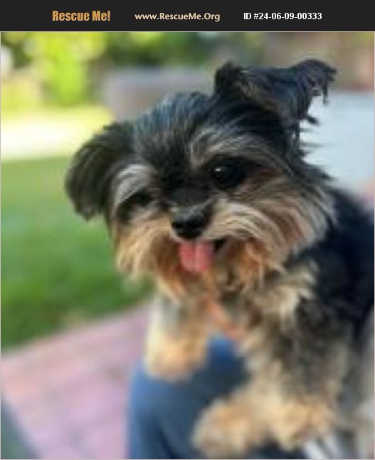 ADOPT 24060900333 Yorkie Rescue California