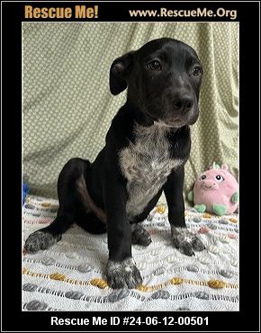 - Wisconsin Australian Cattle Dog Rescue - ADOPTIONS - Rescue Me!