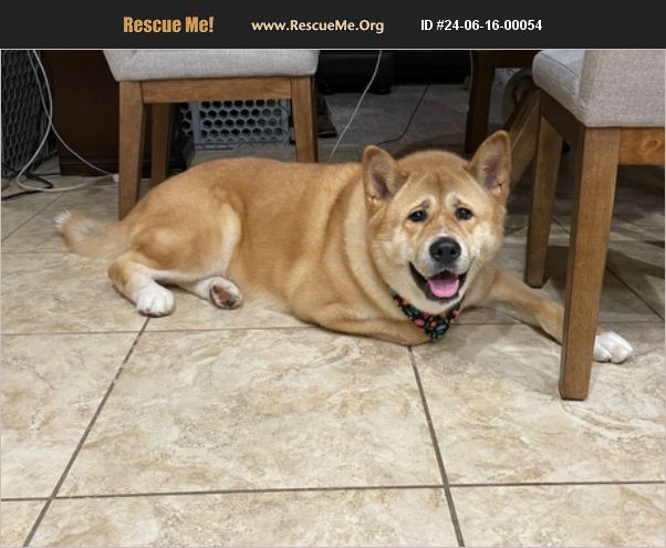 ADOPT 24061600054 ~ Akita Rescue ~ Glendale, AZ