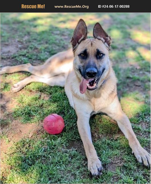 German Shepherd Rescue Sacramento