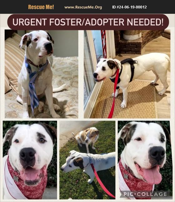 ADOPT 24061900012 American Bulldog Rescue Riverside County, CA