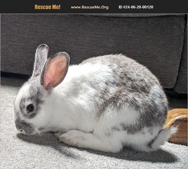 ADOPT 24062000120 Rabbit Rescue Middletown, CT