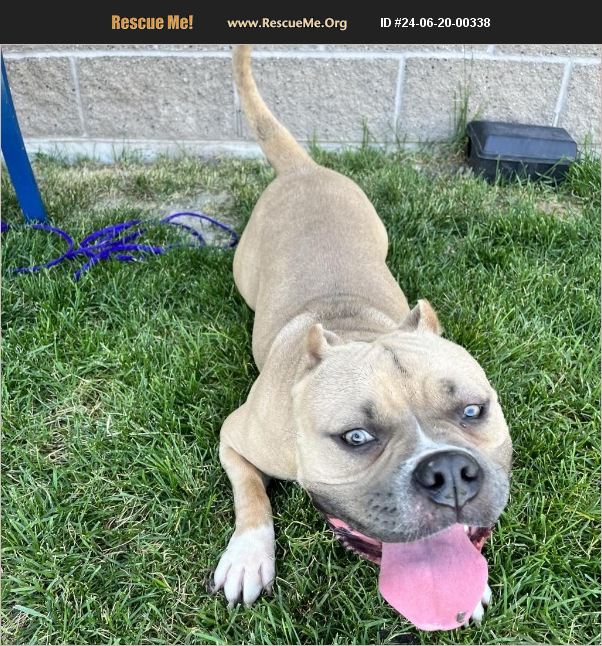 ADOPT 24062000338 Pit Bull Rescue Logan, UT