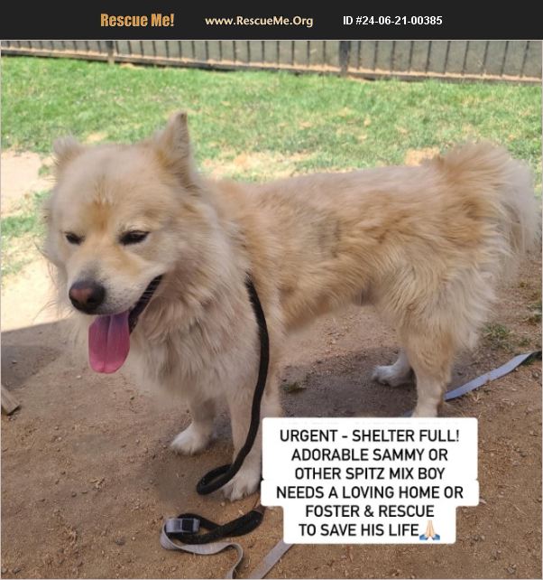 ADOPT 24062100385 Samoyed Rescue Long Beach, CA