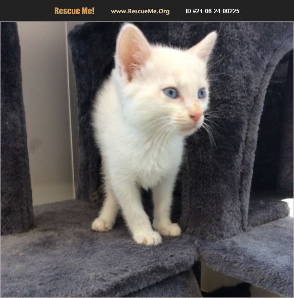 ADOPT 24062400225 Domestic Cat Rescue Lebanon, MO