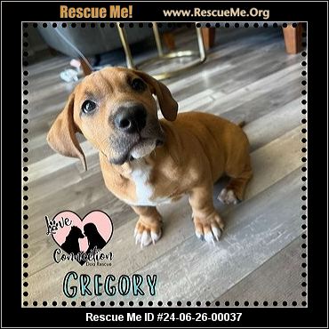 - Arizona Mutt Rescue - Adoptions - Rescue Me!