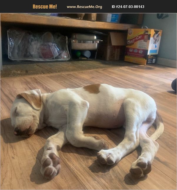 ADOPT 24070300143 Treeing Walker Coonhound Rescue Santa Clarita, CA