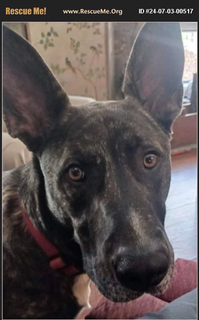 Adopt 24070300517 ~ Dutch Shepherd Rescue ~ Arkansas