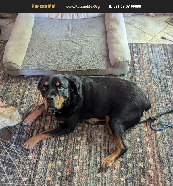 ADOPT 24070700098 Rottweiler Rescue Hemet, CA