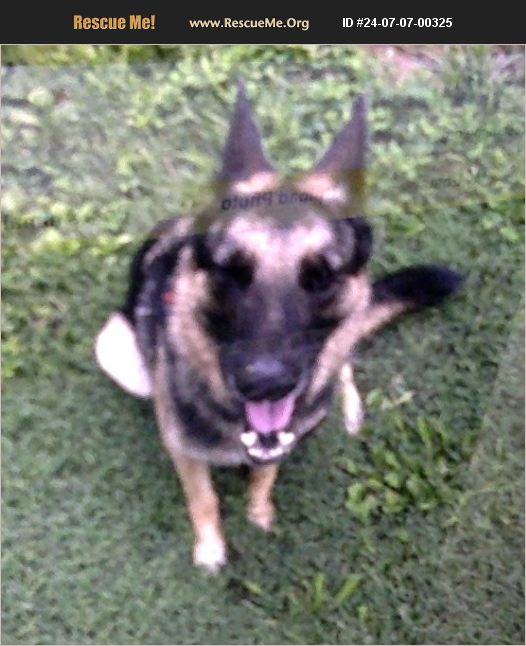 ADOPT 24070700325 German Shepherd Rescue Birmingham, AL