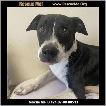 - Pennsylvania Jack Russell Rescue - Adoptions - Rescue Me!