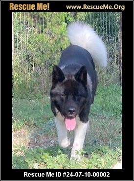 - Texas Akita Rescue - ADOPTIONS - Rescue Me!