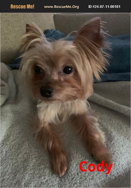 Adopt Yorkie Rescue Raleigh Nc