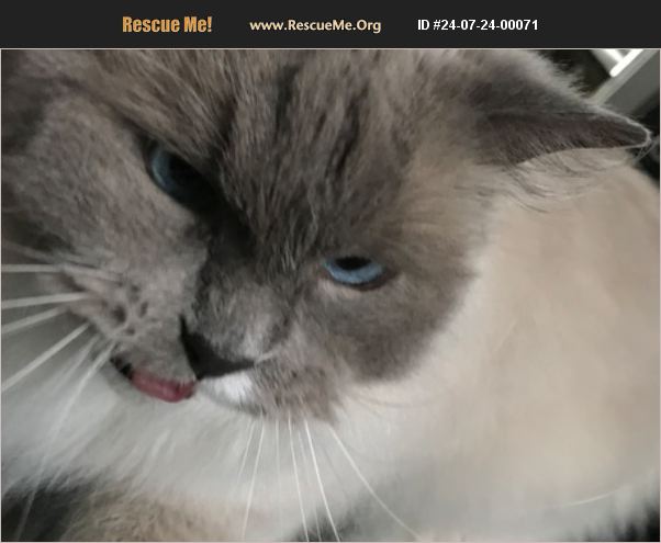 ADOPT 24072400071 ~ Ragdoll Rescue ~ Hudson, MA