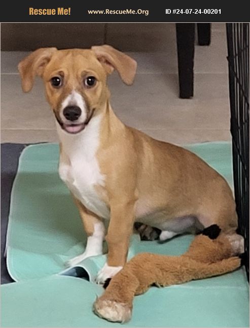 ADOPT 24072400201 Dachshund Rescue Tucson, AZ
