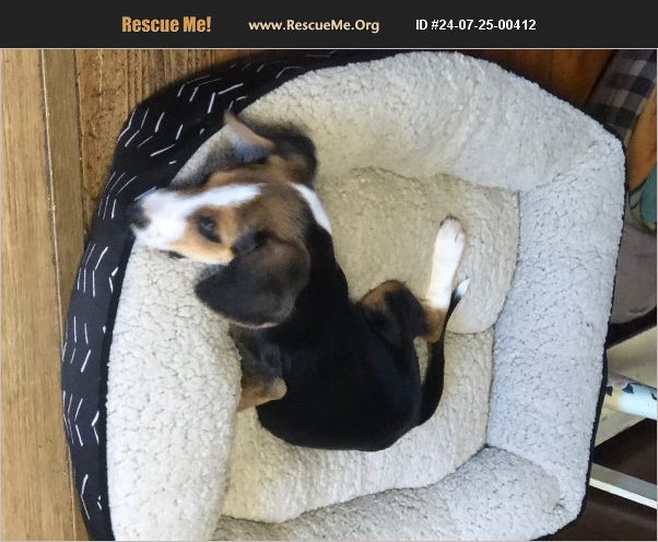 ADOPT 24072500412 Foxhound Rescue Lignum VA