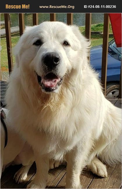 Nc Great Pyrenees Rescue