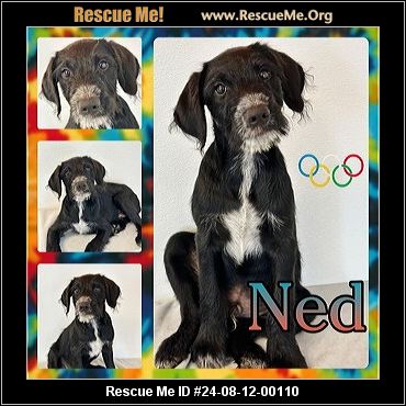 - Pennsylvania Mutt Rescue - ADOPTIONS - Rescue Me!