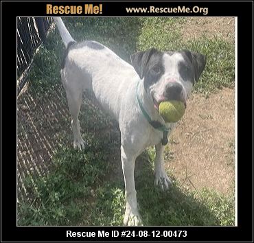 - Pennsylvania Mutt Rescue - ADOPTIONS - Rescue Me!