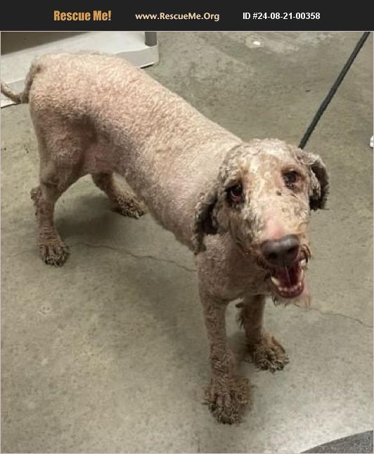 ADOPT 24082100358 Poodle Rescue DECATUR, TX