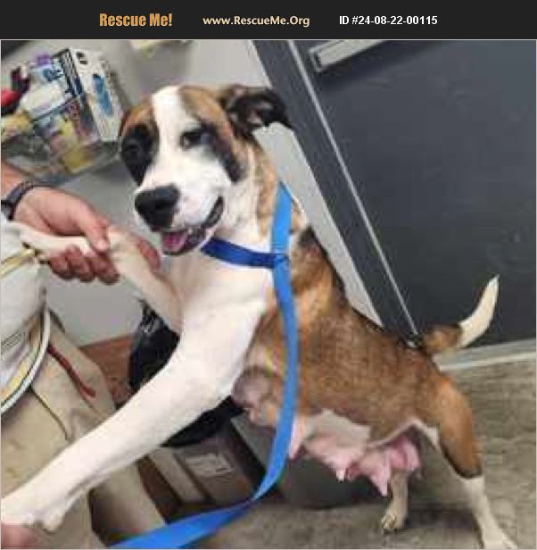 ADOPT 24082200115 German Shepherd Rescue Danville, IL