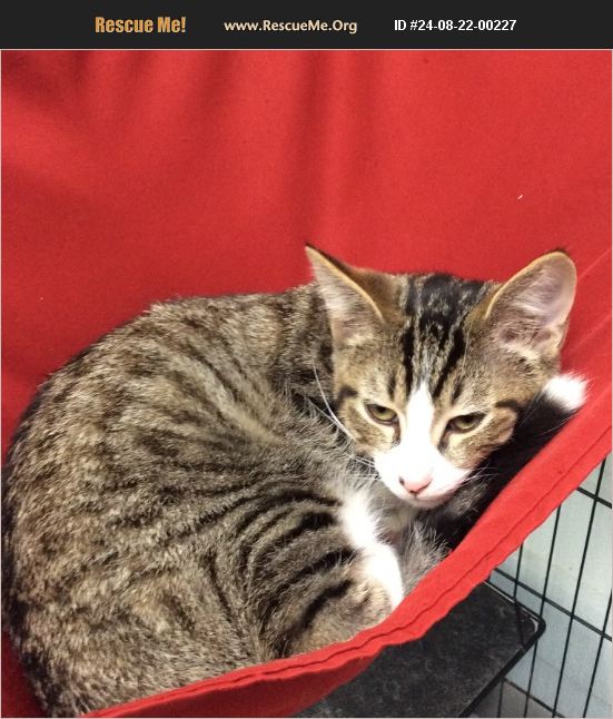 ADOPT 24082200227 Domestic Cat Rescue Lebanon, MO