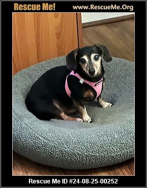 VIRGINIA DACHSHUND RESCUE intelligence overview