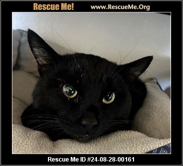 WASHINGTON CAT RESCUE visual data 5