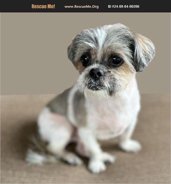 adopt-24090400206-lhasa-apso-rescue-lisbon-ia