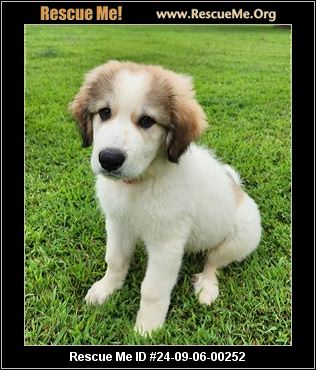 Nc Great Pyrenees Rescue