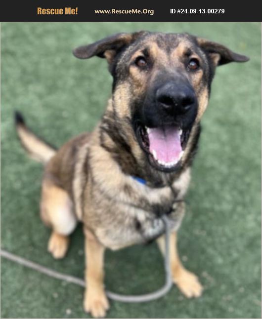 ADOPT 24091300279 German Shepherd Rescue San Juan County, UT