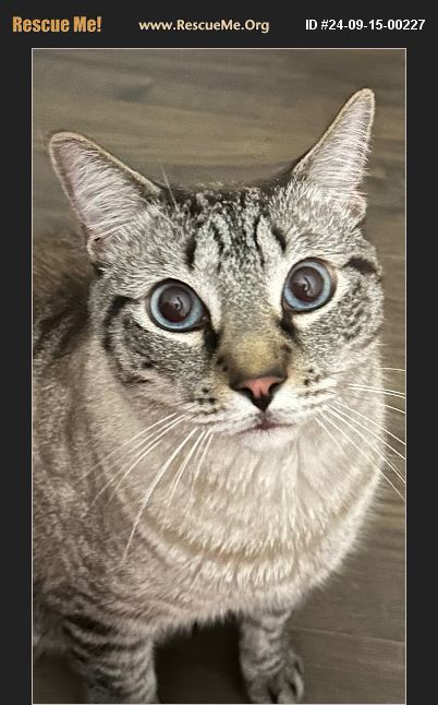 ADOPT 24091500227 Birman Rescue Parkland, FL