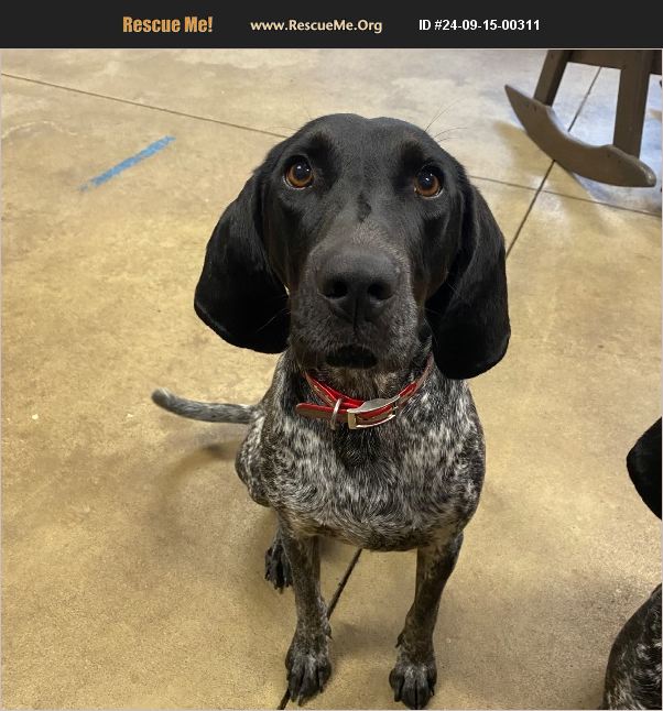 ADOPT 24091500311 Bluetick Coonhound Rescue Dunkerton, IA