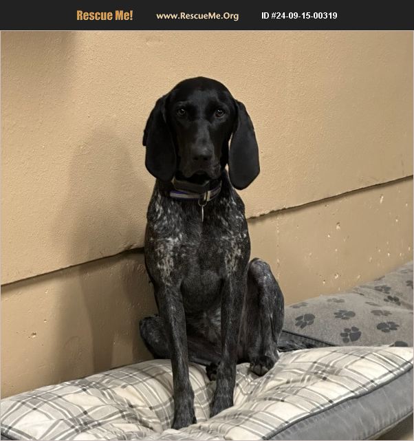 ADOPT 24091500319 Bluetick Coonhound Rescue Dunkerton, IA