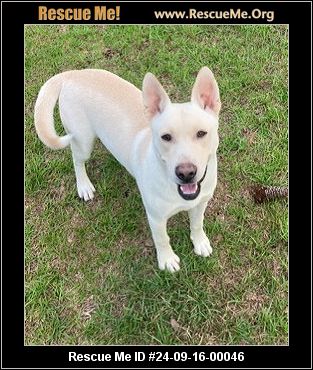 - Massachusetts German Shepherd Rescue - ADOPTIONS - Rescue Me!